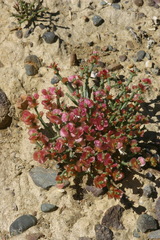 Anabasis brevifolia