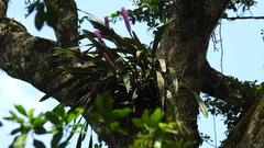 Arpophyllum