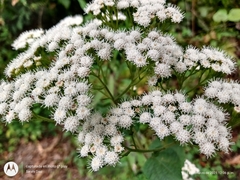 Ageratina vernalis