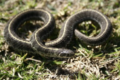 Thamnophis scaliger