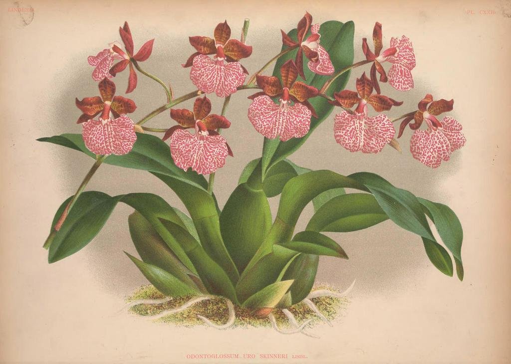 Rhynchostele ureskinneri