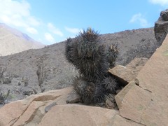 Copiapoa atacamensis