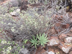 Dudleya brevipes