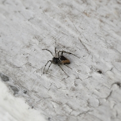 Euryopis