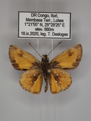 Osmodes laronia