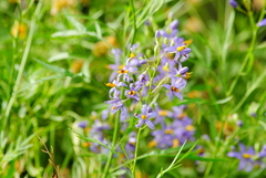 Solanum angustifidum