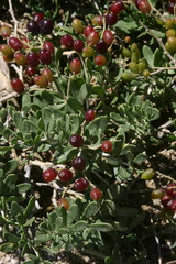 Nitraria sibirica