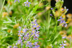 Solanum angustifidum