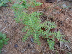 Phyllanthus abnormis