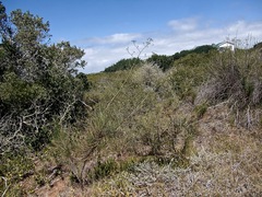 Anginon difforme