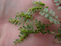 Phyllanthus abnormis