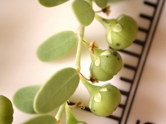 Phyllanthus abnormis