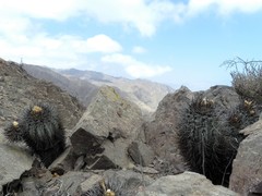 Copiapoa atacamensis