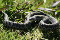 Thamnophis scaliger