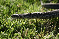 Thamnophis scaliger