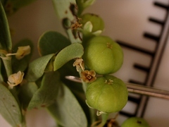 Phyllanthus abnormis