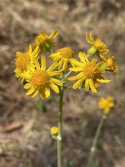 Packera dubia
