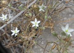 Spergularia aberrans