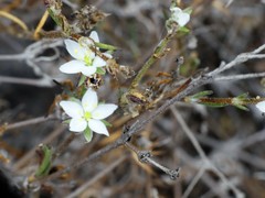 Spergularia aberrans