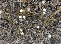 Spergularia aberrans