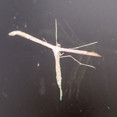Pterophoroidea