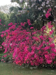 Bougainvillea