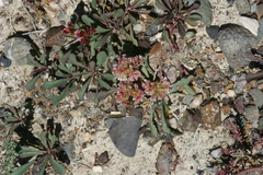 Limonium congestum