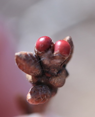 Neuroterus vesicula