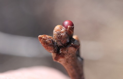 Neuroterus vesicula