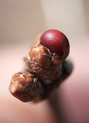 Neuroterus vesicula