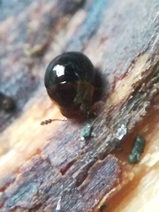 Leiodinae