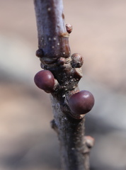 Neuroterus vesicula
