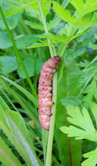 Noctua fimbriata