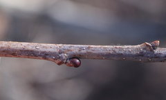 Neuroterus vesicula