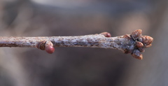 Neuroterus vesicula