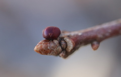 Neuroterus vesicula