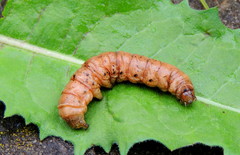 Noctua fimbriata