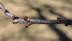 Neuroterus vesicula