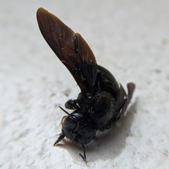 Xylocopa