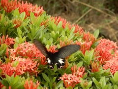 Papilio thaiwanus