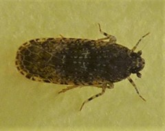 Plectoderini