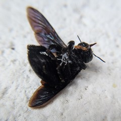 Xylocopa