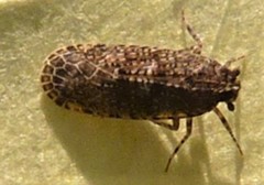 Plectoderini