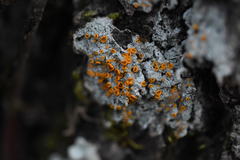 Brigantiaea leucoxantha