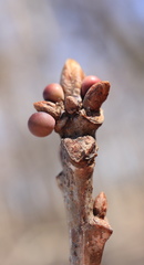 Neuroterus vesicula