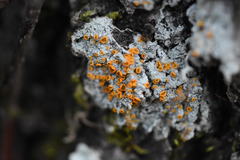 Brigantiaea leucoxantha