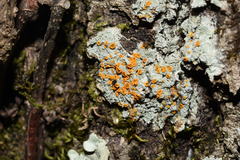 Brigantiaea leucoxantha