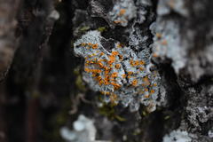 Brigantiaea leucoxantha