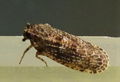 Plectoderini