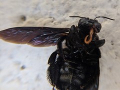 Xylocopa